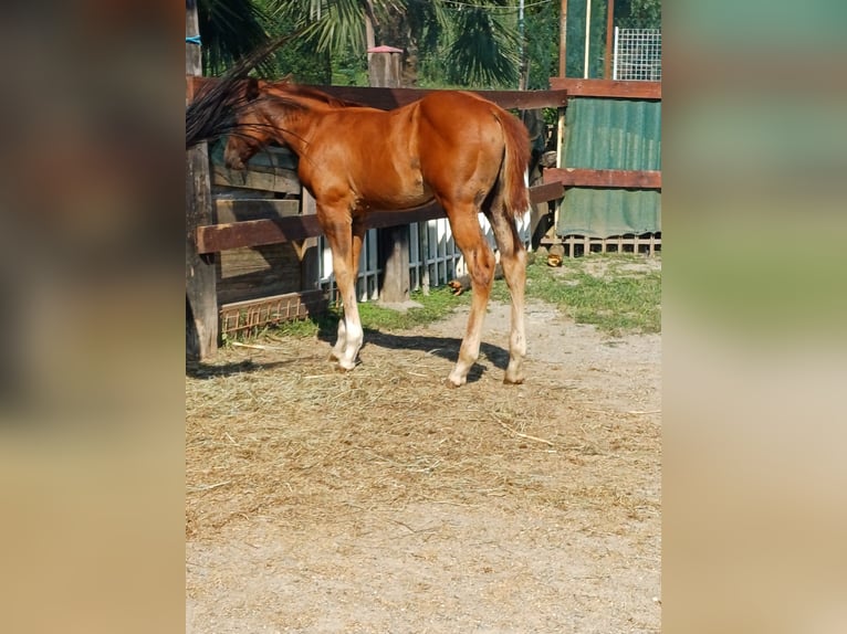 American Quarter Horse Stallion Foal (04/2024) Chestnut-Red in Palazzo Canavese