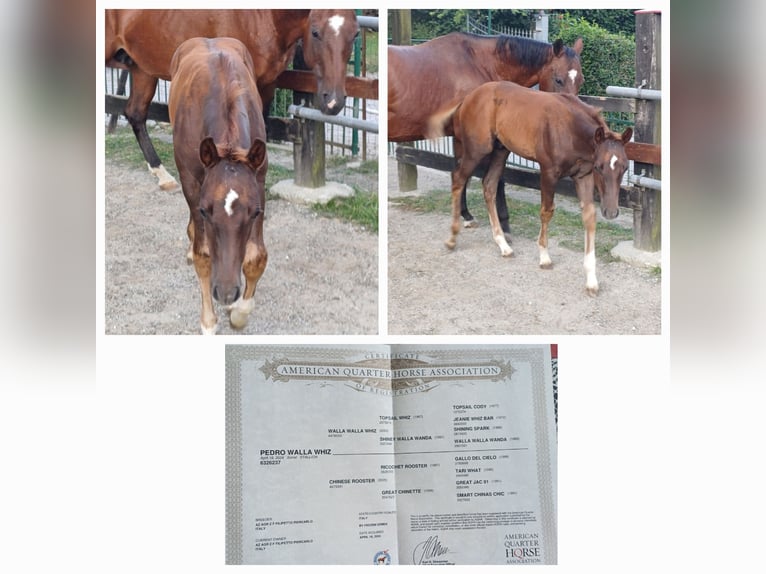 American Quarter Horse Stallion Foal (04/2024) Chestnut-Red in Palazzo Canavese