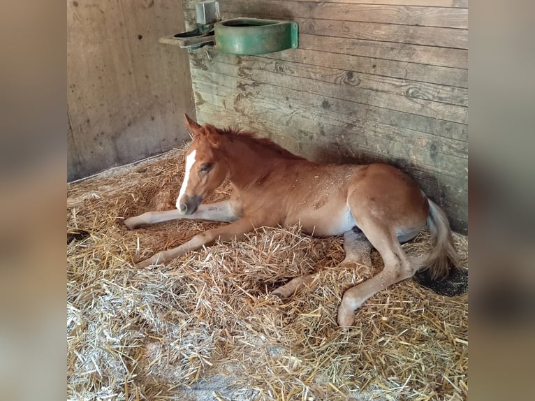 American Quarter Horse Stallion  Chestnut-Red in Berken