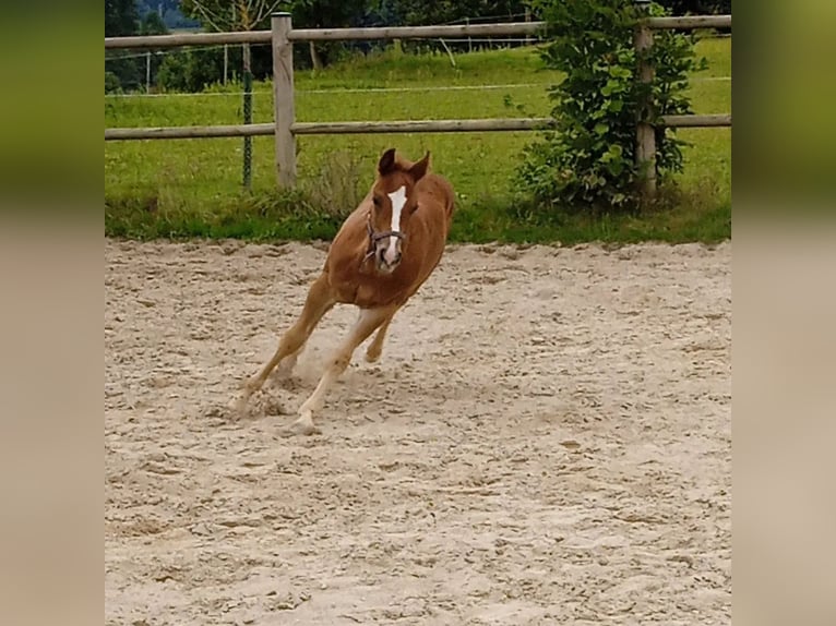 American Quarter Horse Stallion  Chestnut-Red in Berken