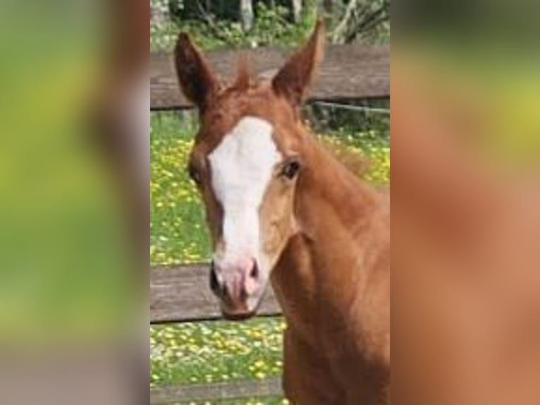 American Quarter Horse Stallion Foal (04/2024) Chestnut-Red in Gerabronn