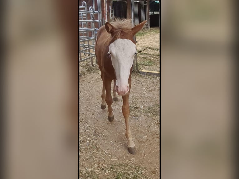 American Quarter Horse Stallion Foal (01/2024) Chestnut-Red in Kraichtal