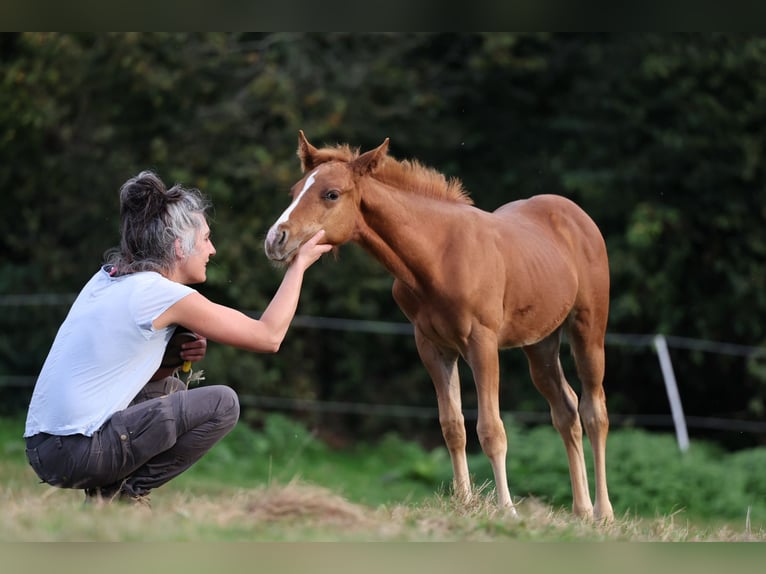 American Quarter Horse Stallion Foal (07/2024) Chestnut-Red in Dietenheim