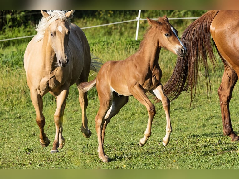 American Quarter Horse Stallion Foal (07/2024) Chestnut-Red in Dietenheim