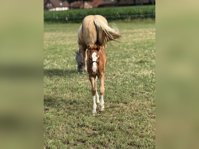 American Quarter Horse Stallion Foal (05/2025) Chestnut-Red in Meppen