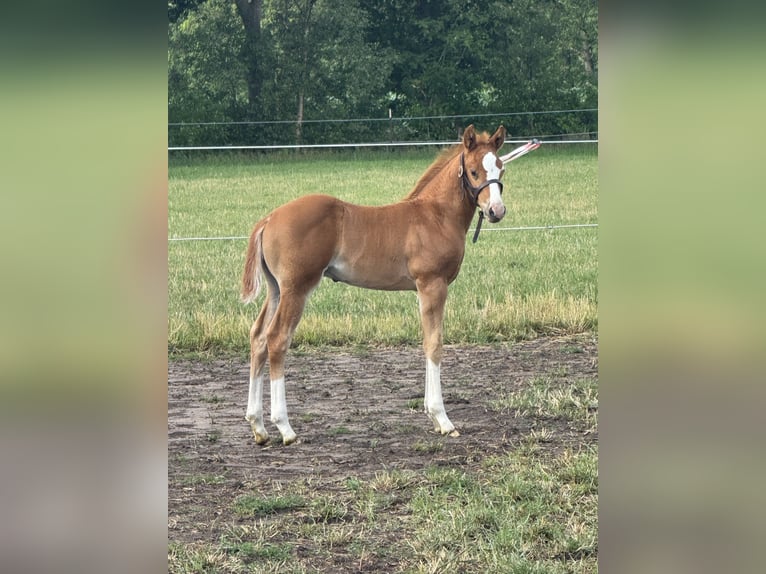 American Quarter Horse Stallion Foal (05/2025) Chestnut-Red in Meppen