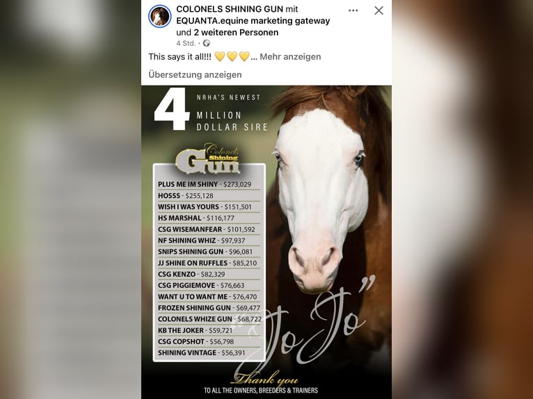 American Quarter Horse Stallion Foal (05/2025) Chestnut-Red in Meppen