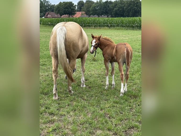 American Quarter Horse Stallion Foal (05/2025) Chestnut-Red in Meppen