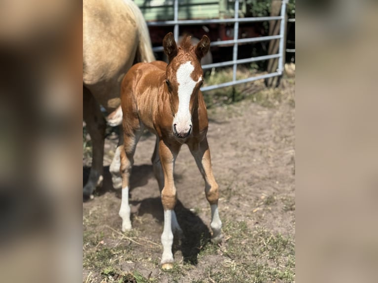 American Quarter Horse Stallion Foal (05/2025) Chestnut-Red in Meppen