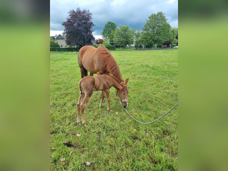 American Quarter Horse Stallion Foal (06/2026) Chestnut-Red in Zenderen