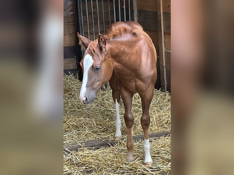 American Quarter Horse Stallion Foal (04/2024) Chestnut in Balingen