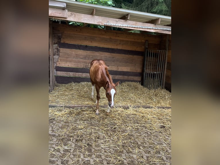 American Quarter Horse Stallion Foal (04/2024) Chestnut in Balingen