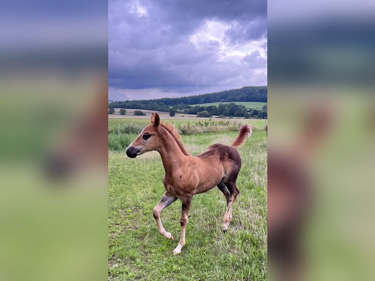 American Quarter Horse Stallion Foal (05/2025) Chestnut in N&#xFD;rsko