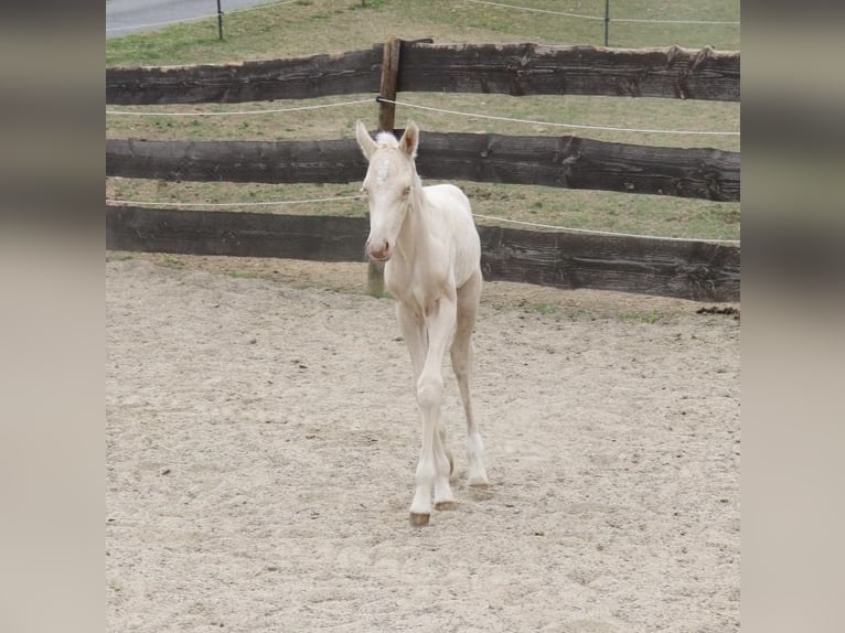 American Quarter Horse Stallion  Cremello in Beinhausen