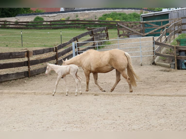 American Quarter Horse Stallion  Cremello in Beinhausen