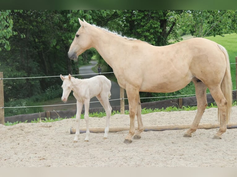 American Quarter Horse Stallion  Cremello in Beinhausen
