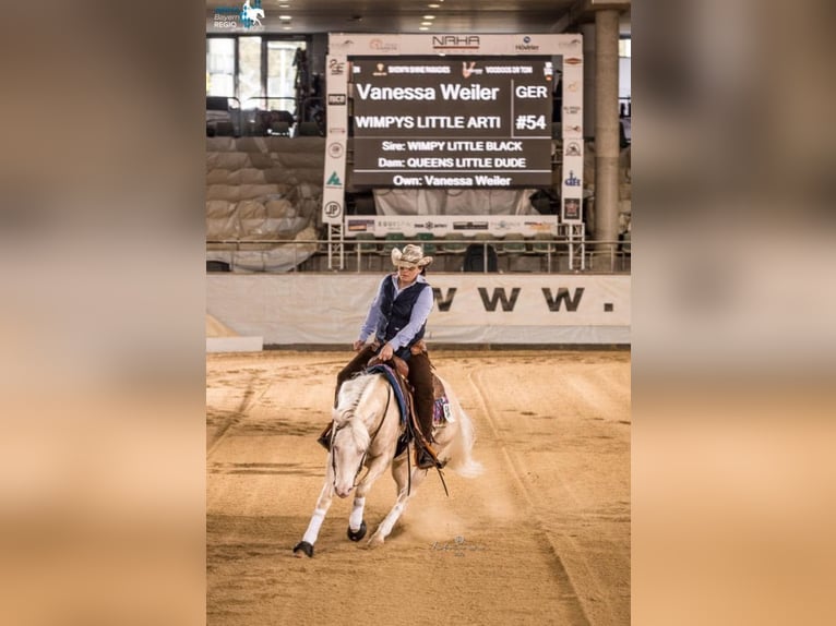 American Quarter Horse Stallion  Cremello in Beinhausen