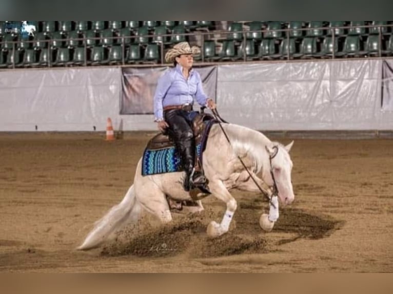 American Quarter Horse Stallion  Cremello in Beinhausen