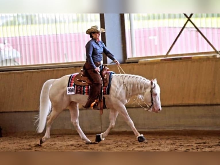 American Quarter Horse Stallion  Cremello in Beinhausen