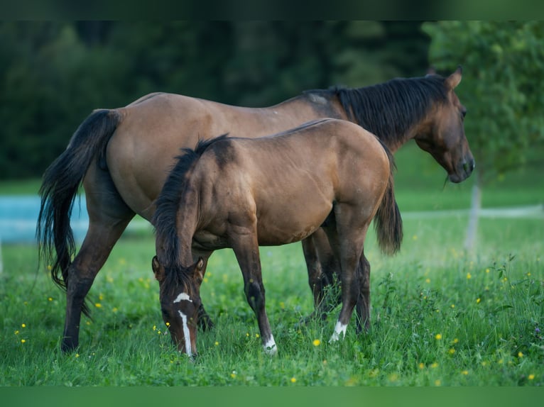 American Quarter Horse Stallion Foal (03/2025) Dun in Kamna gorica