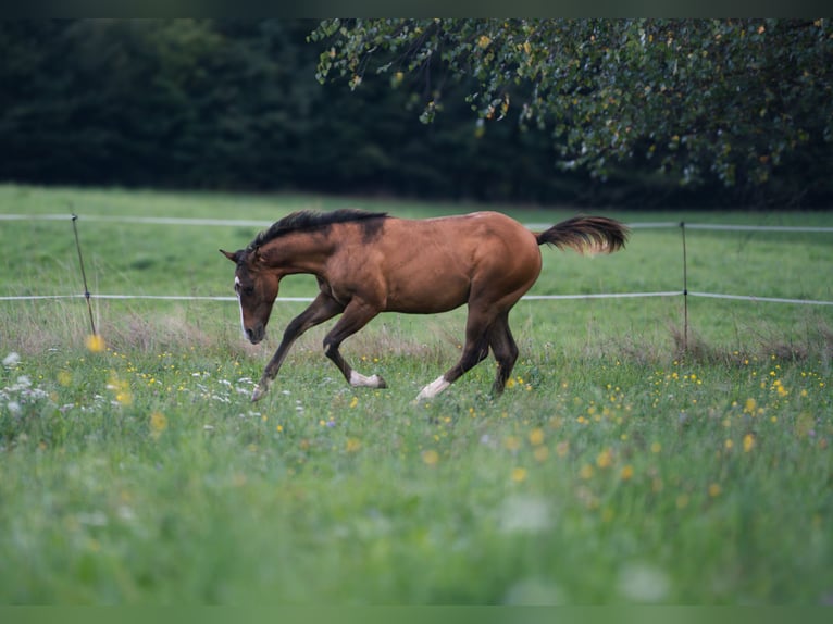 American Quarter Horse Stallion Foal (03/2025) Dun in Kamna gorica