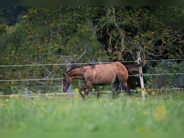 American Quarter Horse Stallion Foal (03/2025) Dun in Kamna gorica