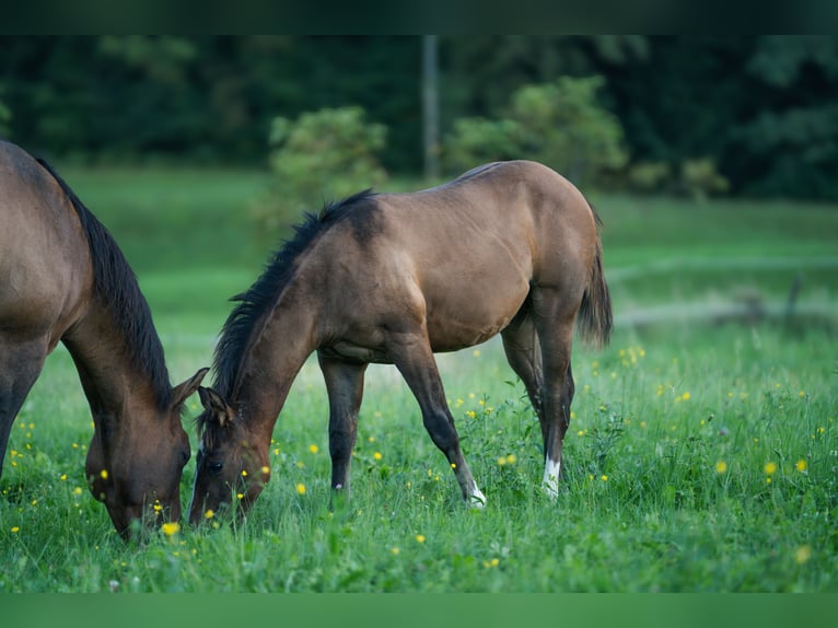 American Quarter Horse Stallion Foal (03/2025) Dun in Kamna gorica