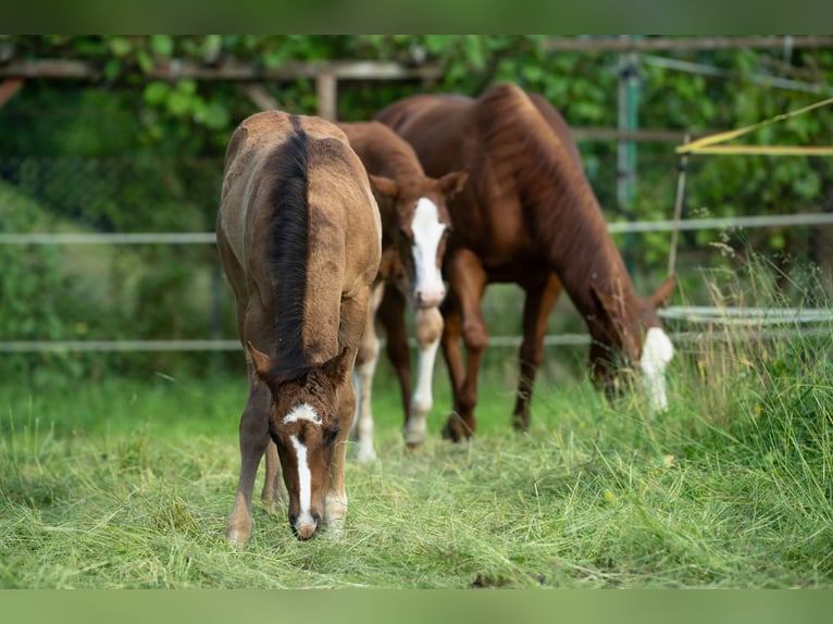 American Quarter Horse Stallion  Dun in Radovljica