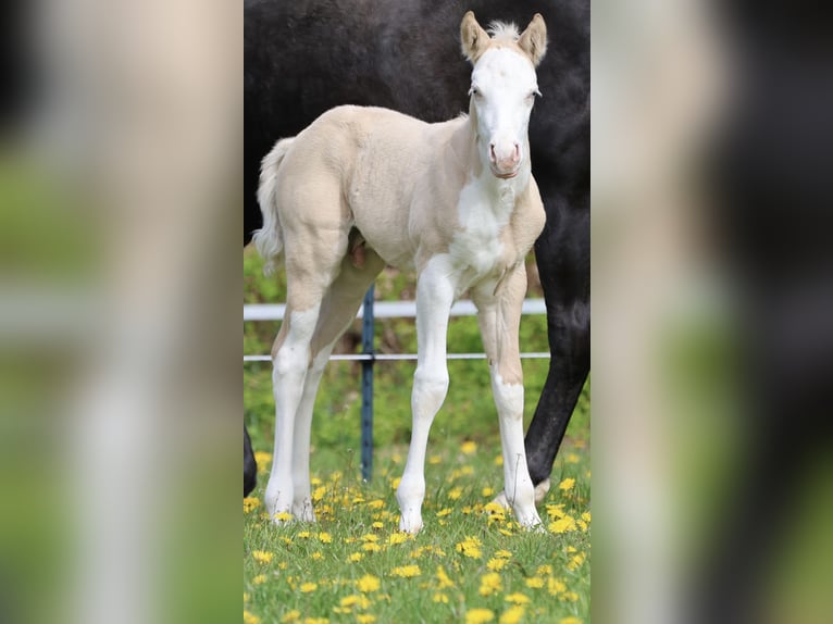 American Quarter Horse Stallion Foal (04/2026) Dunalino in Alt Duvenstedt