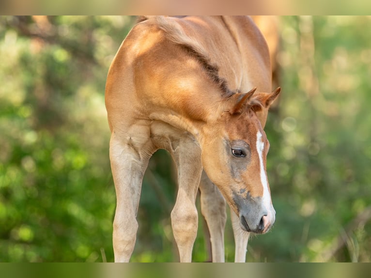 American Quarter Horse Stallion Foal (01/2026) Grey-Red-Tan in Heiligenbrunn