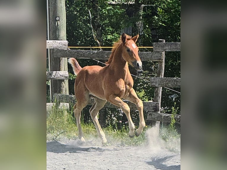 American Quarter Horse Stallion Foal (04/2026) Grey-Red-Tan in St. Stefan im Gailtal