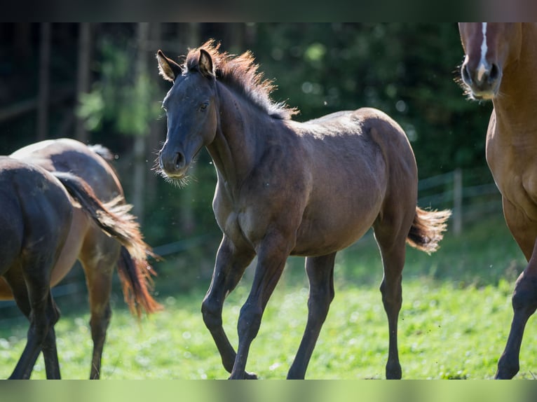 American Quarter Horse Stallion Foal (04/2024) Grullo in Oisnitz