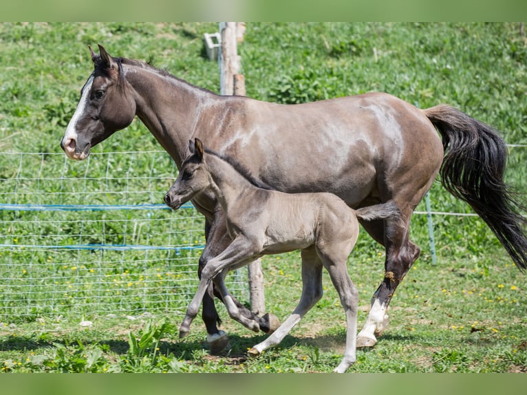 American Quarter Horse Stallion Foal (04/2024) Grullo in Oisnitz