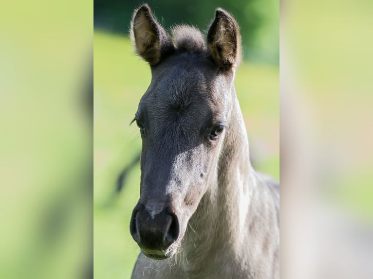 American Quarter Horse Stallion Foal (04/2024) Grullo in Oisnitz