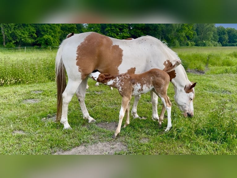 American Quarter Horse Stallion Foal (05/2025) Overo-all-colors in Zabrze