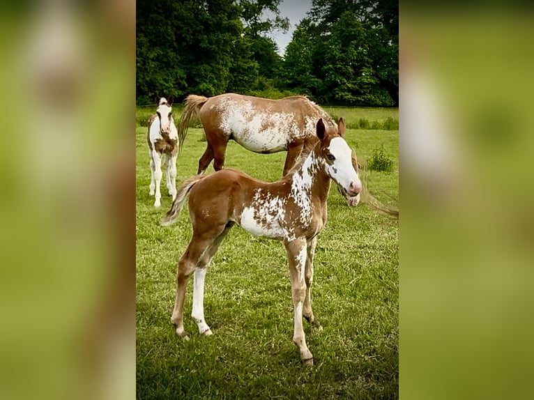 American Quarter Horse Stallion Foal (05/2025) Overo-all-colors in Zabrze