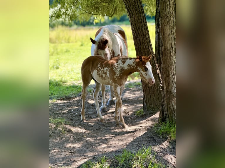 American Quarter Horse Stallion Foal (05/2025) Overo-all-colors in Zabrze