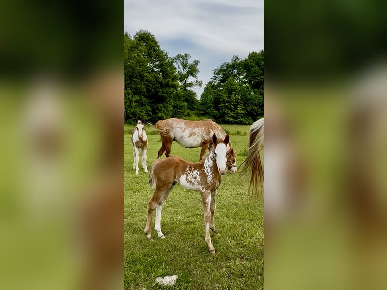 American Quarter Horse Stallion Foal (05/2025) Overo-all-colors in Zabrze