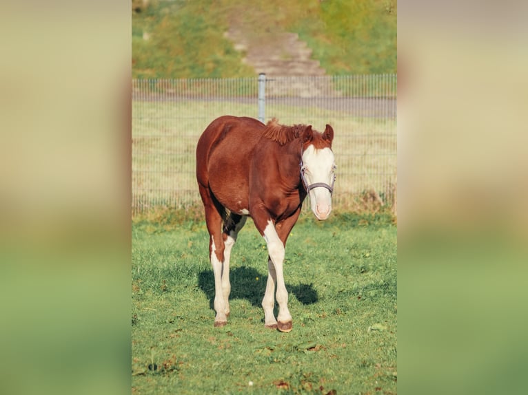 American Quarter Horse Stallion Foal (04/2025) Overo-all-colors in Haldenwang