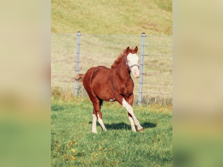 American Quarter Horse Stallion Foal (04/2025) Overo-all-colors in Haldenwang