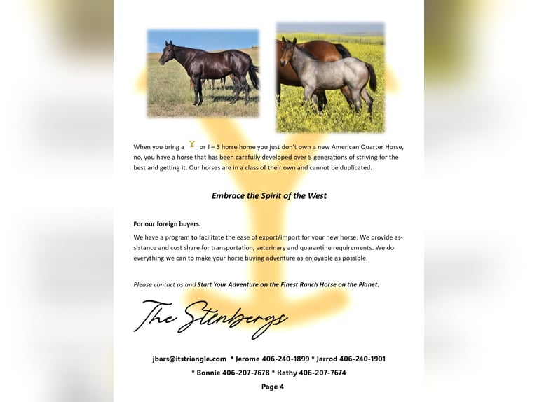 American Quarter Horse Stallion Foal (05/2025) Palomino in Denton
