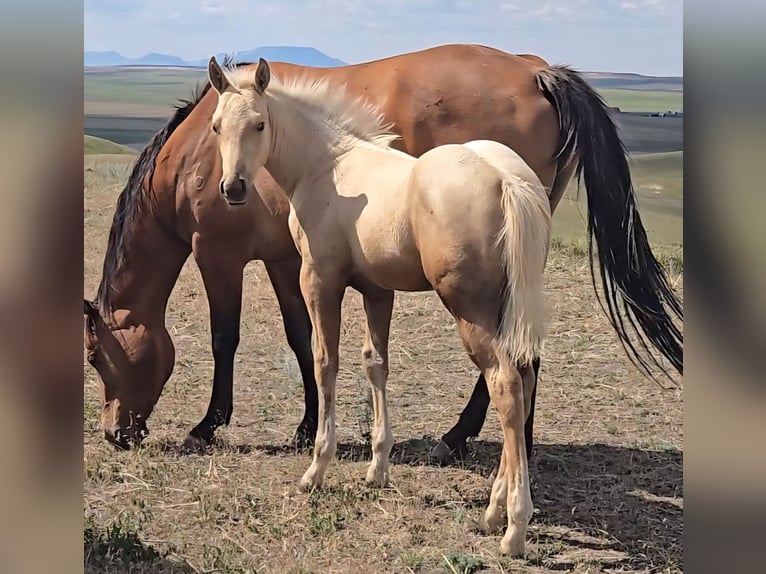 American Quarter Horse Stallion Foal (05/2025) Palomino in Denton