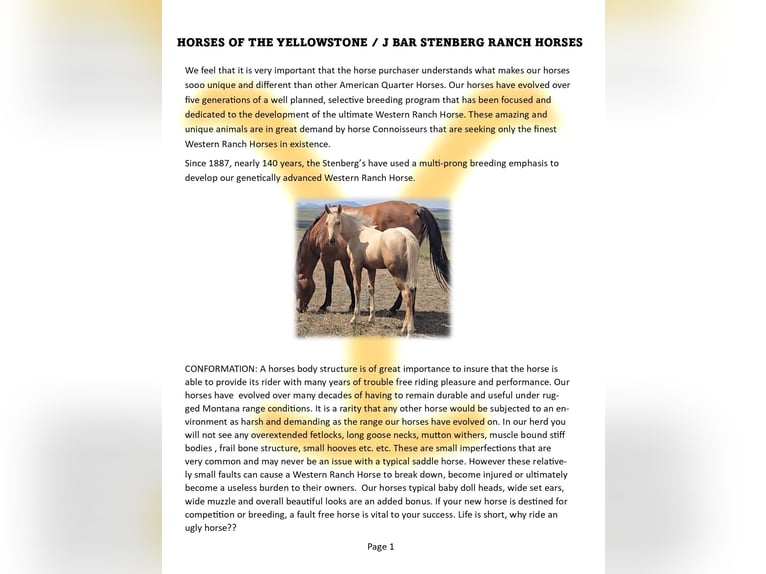 American Quarter Horse Stallion Foal (05/2025) Palomino in Denton