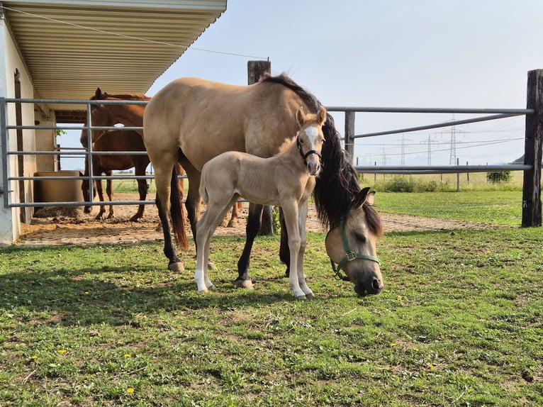 American Quarter Horse Stallion Foal (06/2025) Palomino in Buggingen