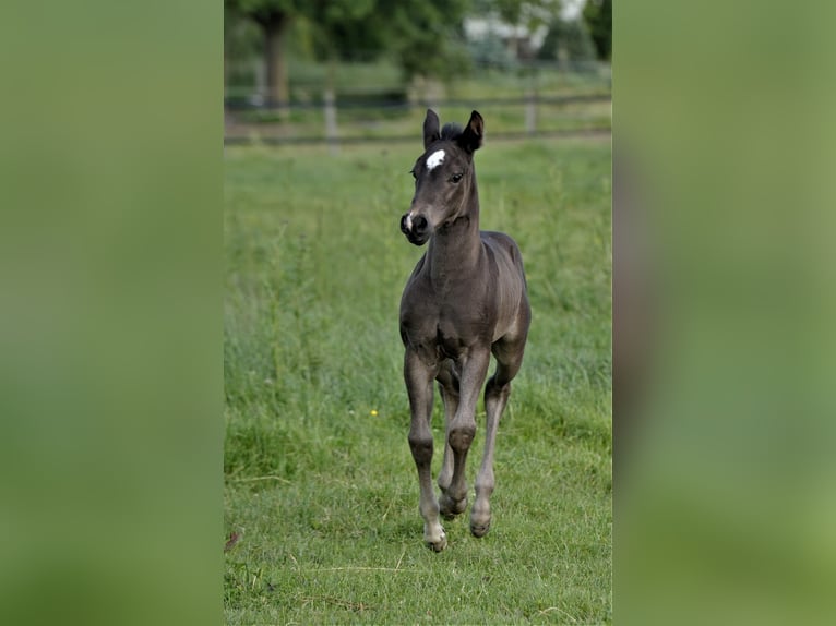 American Quarter Horse Stallion Foal (04/2024) Palomino in Biberach an der Riß