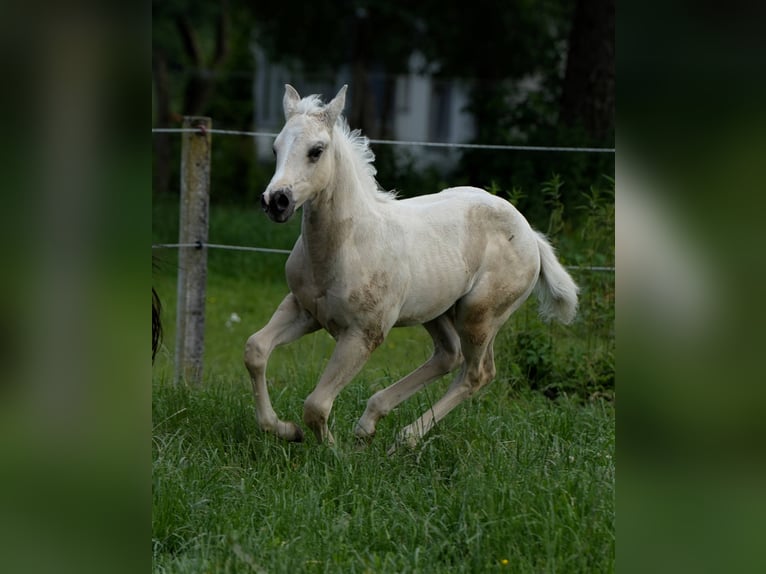 American Quarter Horse Stallion Foal (04/2024) Palomino in Biberach an der Riß