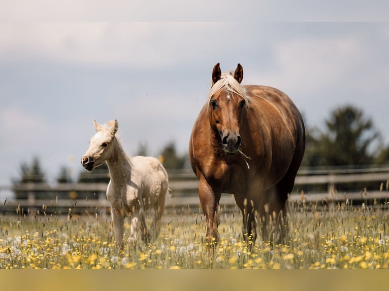 American Quarter Horse Stallion Foal (03/2026) Palomino in Deining