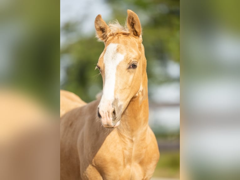 American Quarter Horse Stallion Foal (01/2026) Palomino in Tollebeek