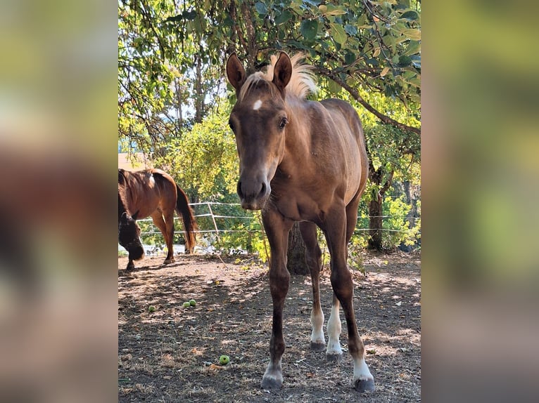 American Quarter Horse Stallion Foal (04/2026) Palomino in Sulz am Neckar