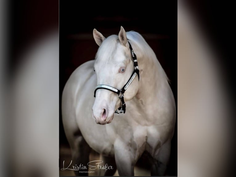 American Quarter Horse Stallion Foal (04/2026) Palomino in Sulz am Neckar